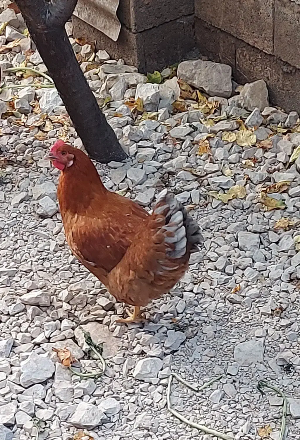 خروس ومرغ تخم گذار وتعدادی اردک و جوجه ۴ماهه|حیوانات مزرعه|کلاردشت, |دیوار