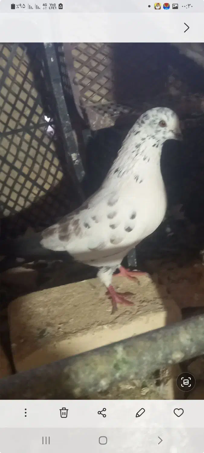 کبوتر پرشی تک پر|پرنده|گرگان, |دیوار