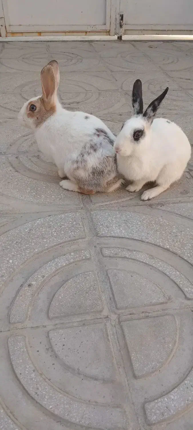 خرگوش|موش و خرگوش|کرمانشاه, |دیوار