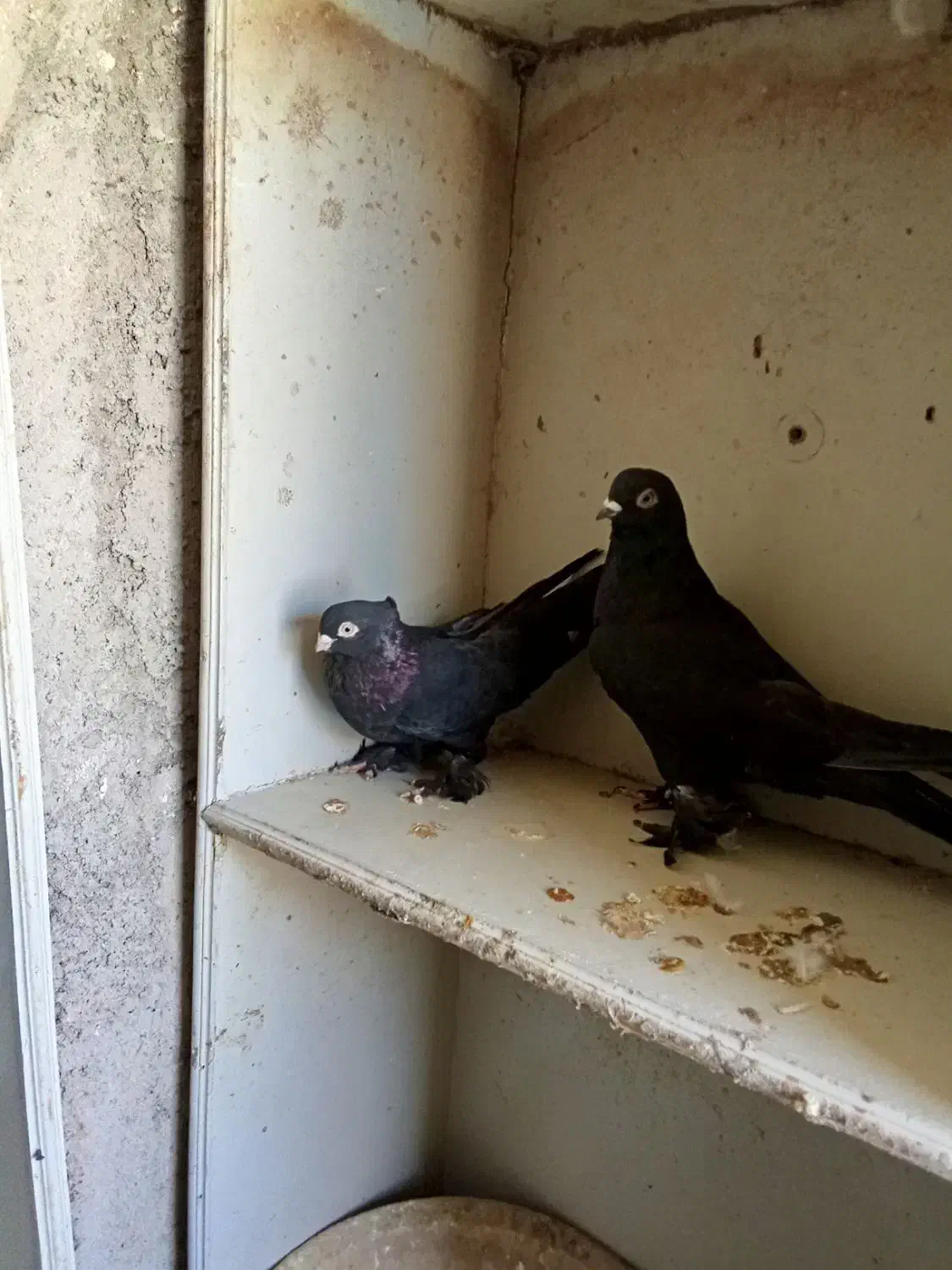 کبوتر|پرنده|آذرشهر, |دیوار