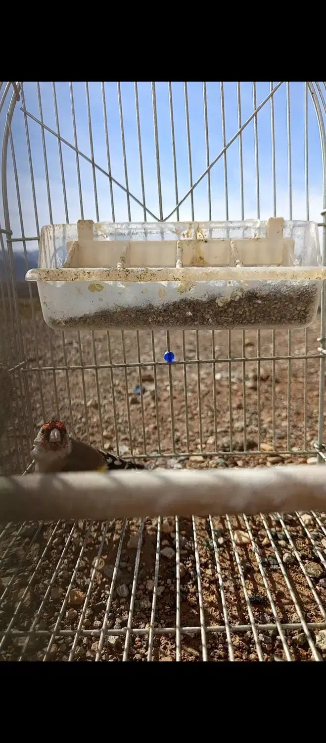 سهره|پرنده|کنگاور, |دیوار