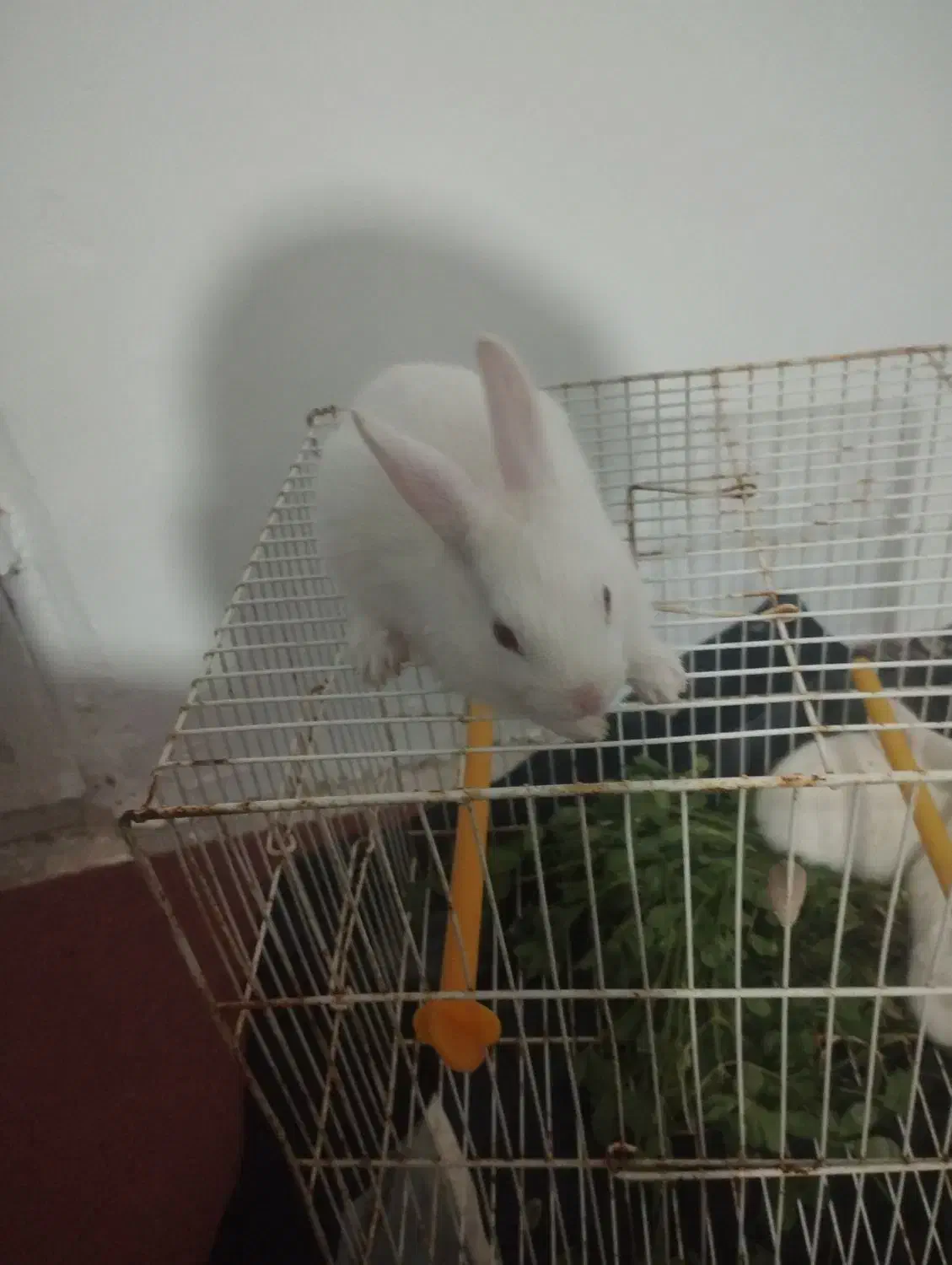 خرگوش|موش و خرگوش|بم, |دیوار