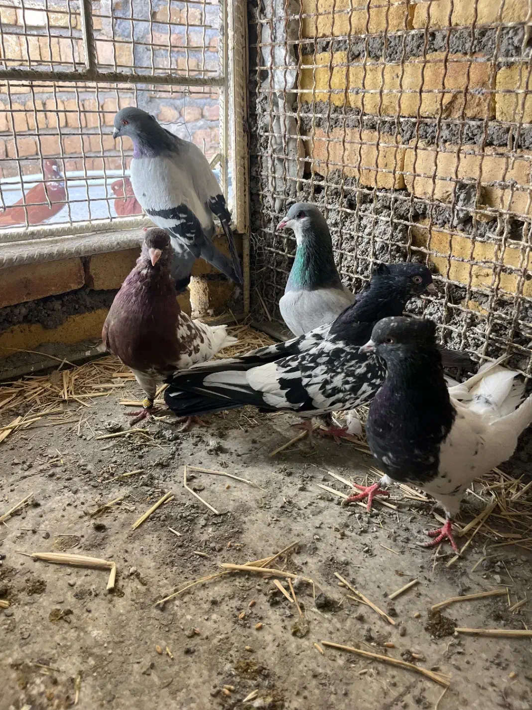 ۵ تا کفتر|پرنده|خرمآباد, |دیوار