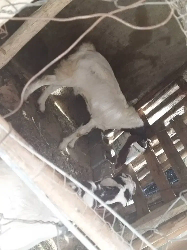 چغل گلابی|حیوانات مزرعه|دیلم, |دیوار