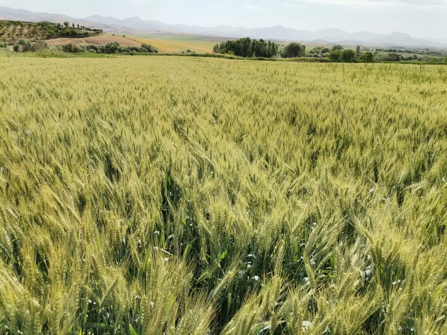 زمین چاه دار|فروش دفتر صنعتی، کشاورزی، تجاری|کامیاران, |دیوار