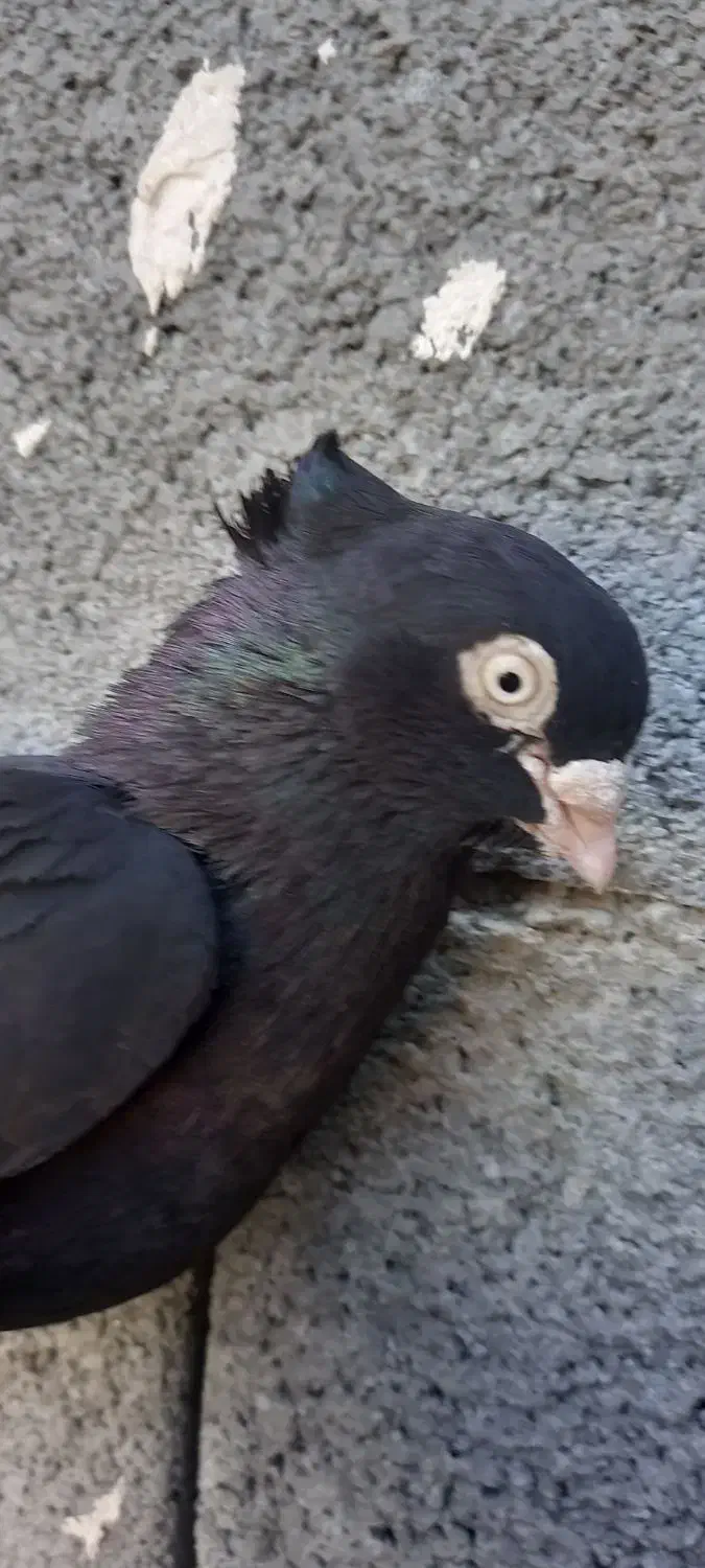 کفتر قیل سرخ کاشونی|پرنده|شهرضا, |دیوار