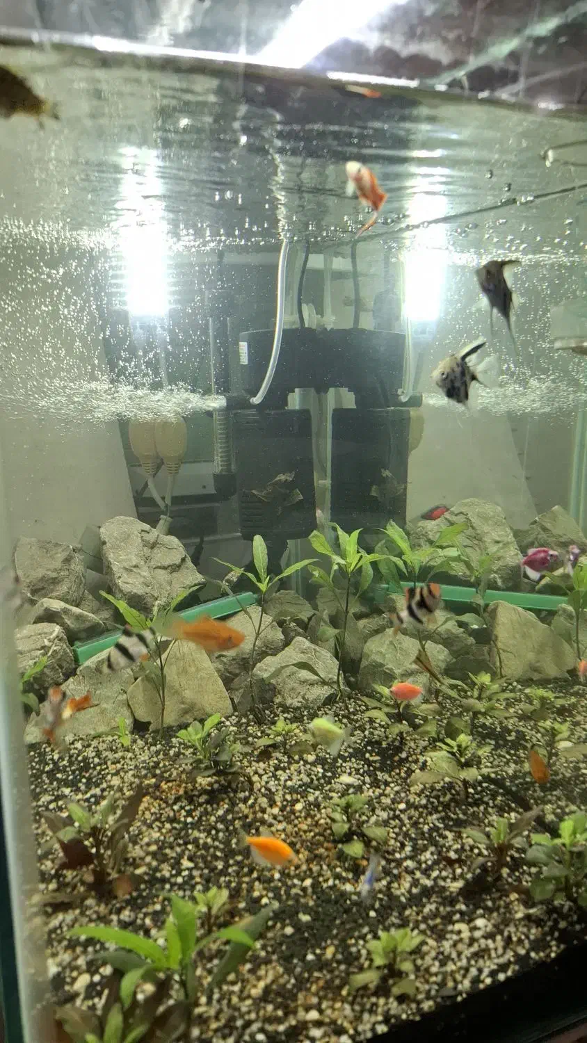 اکواریوم ماهی|ماهی|دوگنبدان, |دیوار