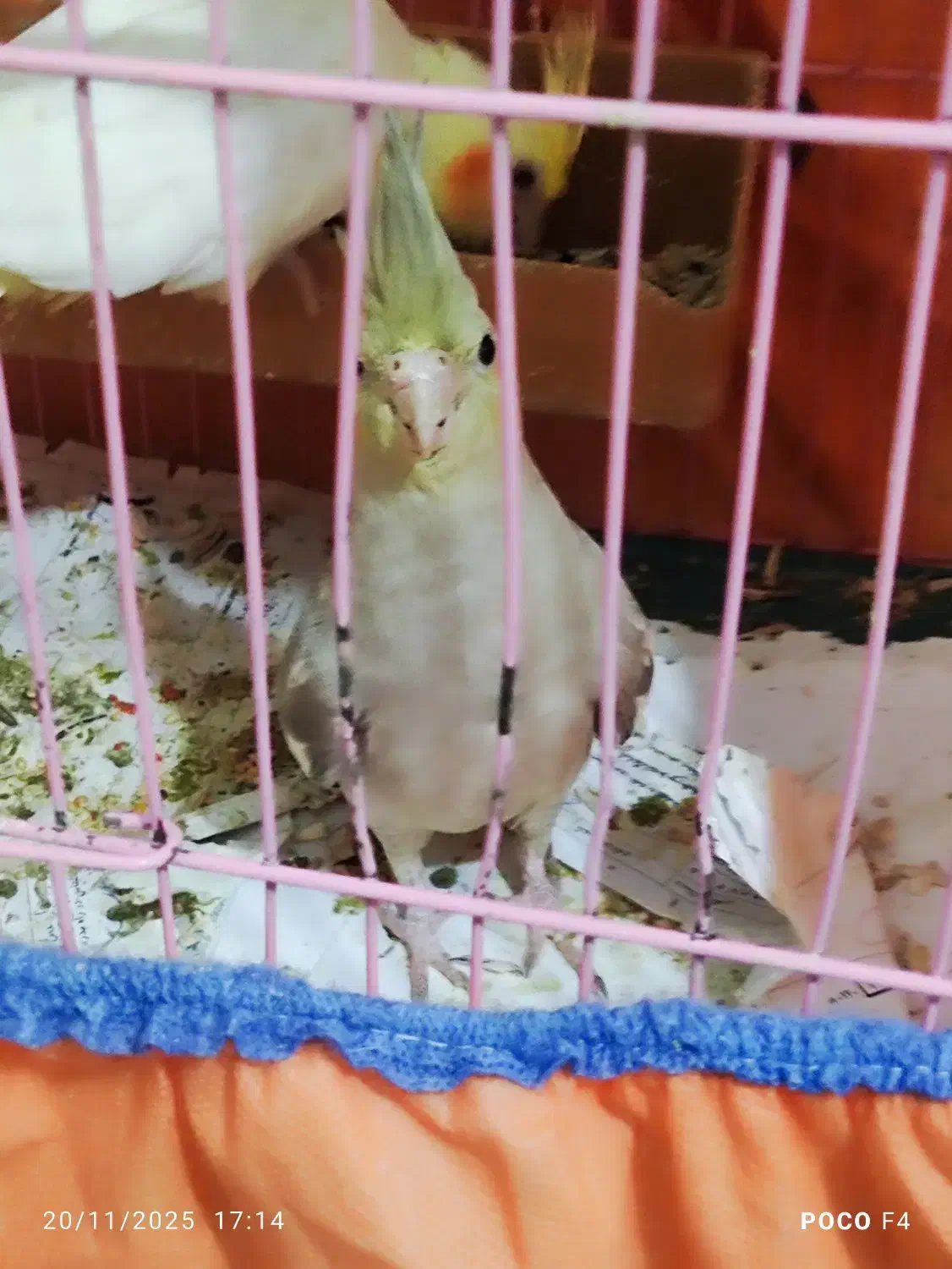 طوطی عروس هلندی|پرنده|باوی, |دیوار