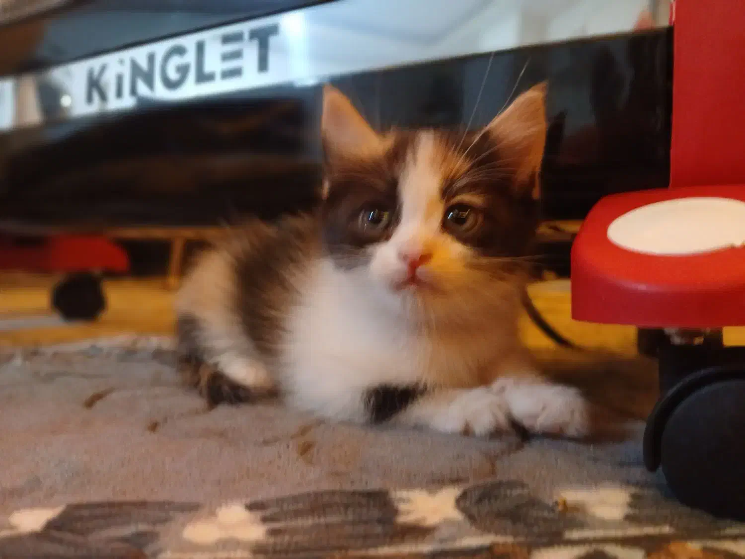 گربه میکس اسکاتیش و آنگورا|گربه|مبارکه, |دیوار