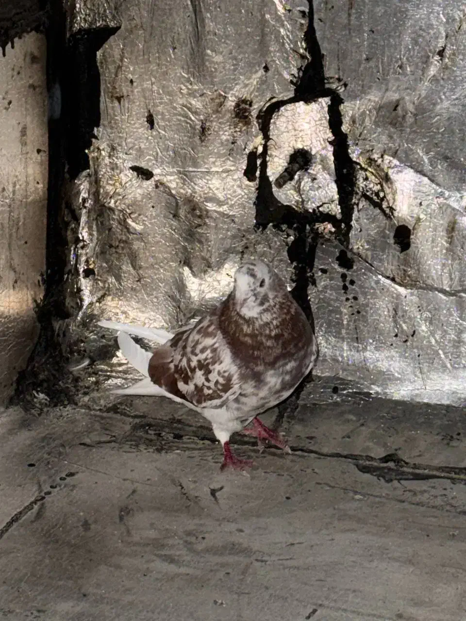 کفتر|پرنده|فردیس, فرامرزیه|دیوار