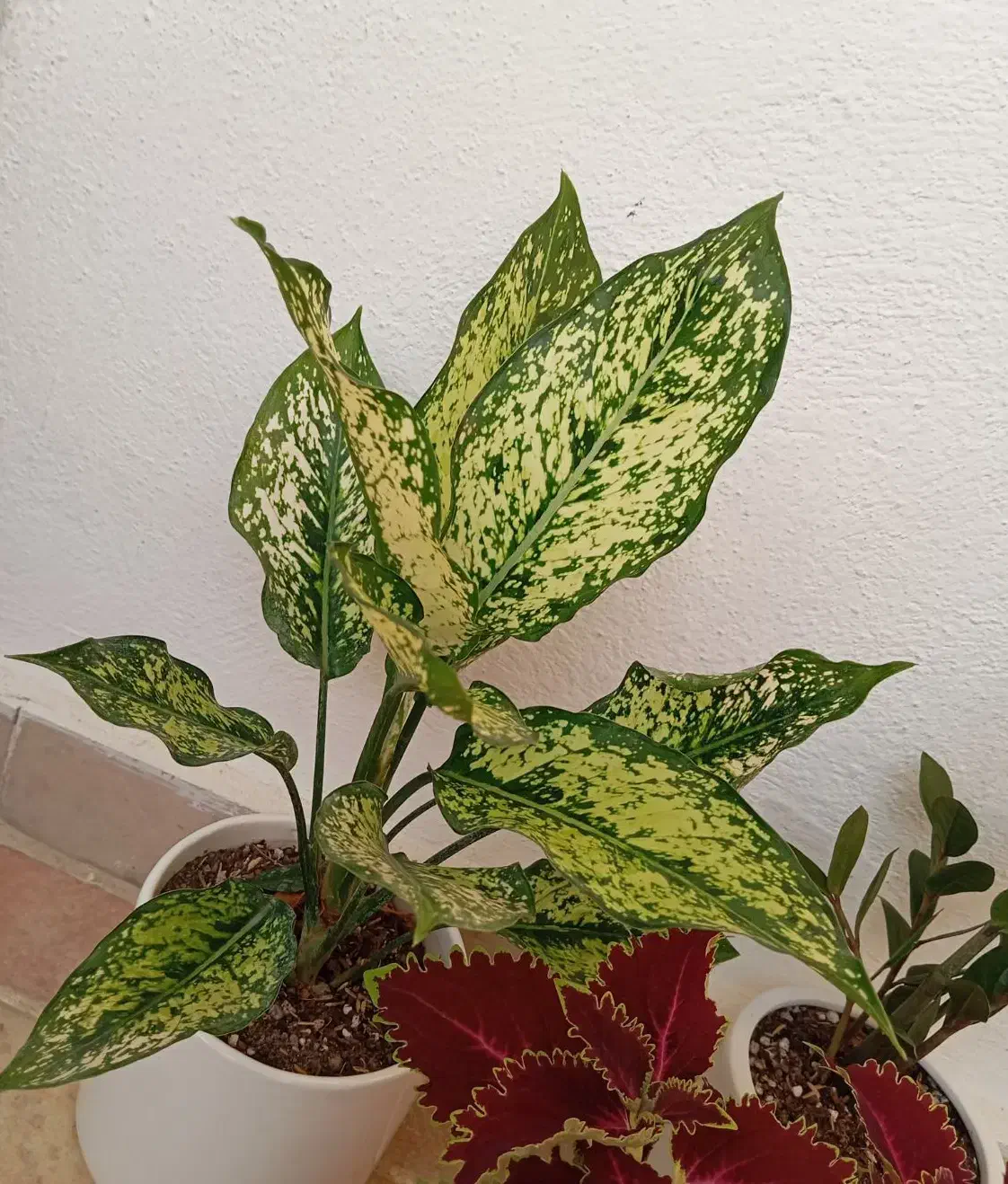 گل طبیعی با گلدان سرامیکی|گل و گیاه طبیعی|زنجان, |دیوار