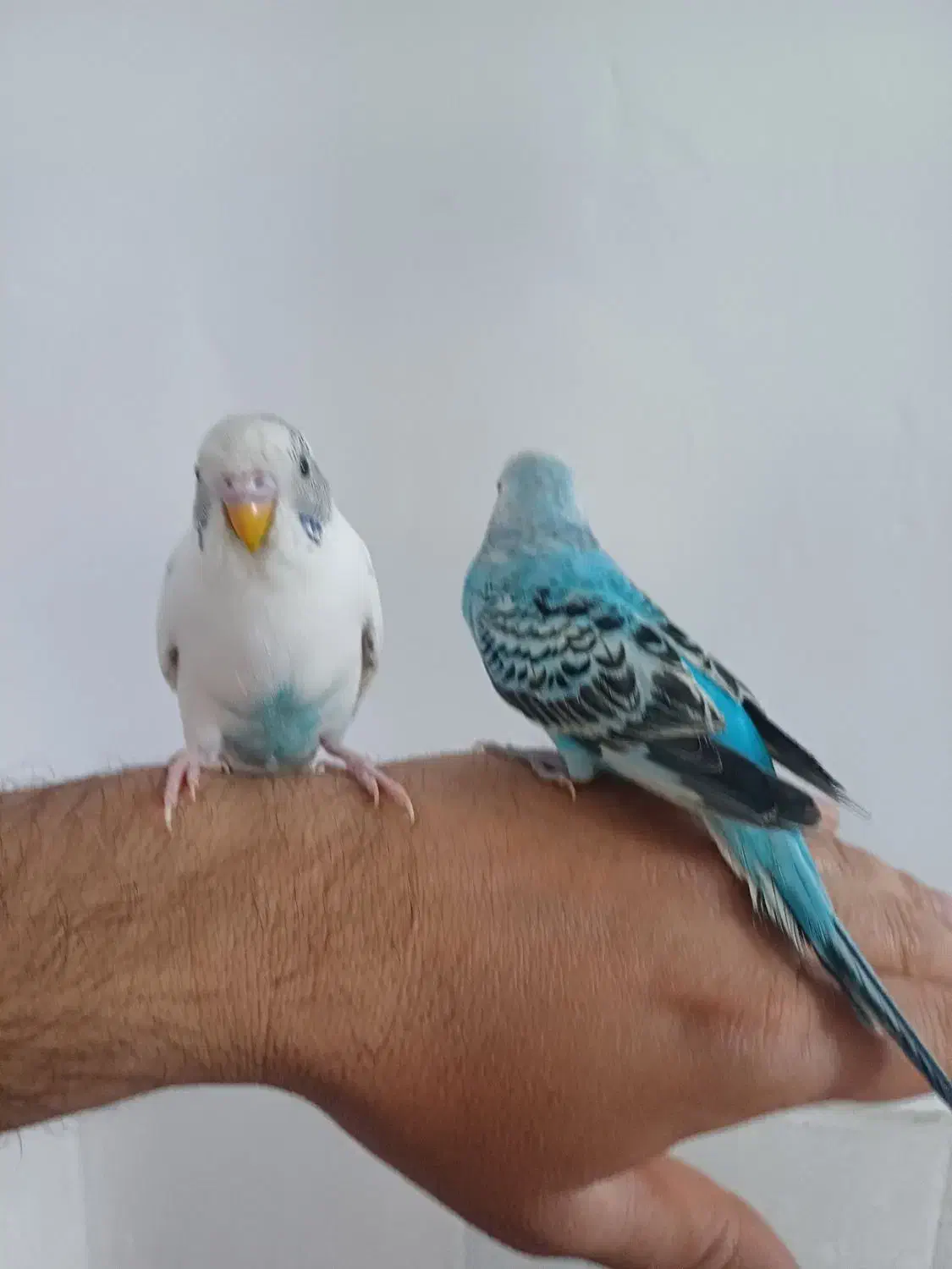 مرغ عشق|پرنده|بروجرد, |دیوار