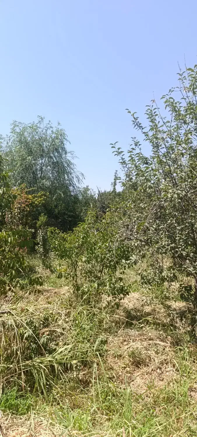 باغچه قاسم اباد بزرگ.فروش یامعاوضه|فروش زمین و ملک کلنگی|هشتگرد, قاسم آباد بزرگ|دیوار