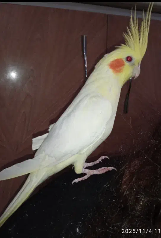 یک جفت عروس هلندی سخنگو|پرنده|بندر گناوه, |دیوار