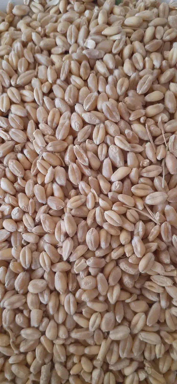 فروش گندم رقم میهن برای کاشت|گل و گیاه طبیعی|شهرکرد, |دیوار
