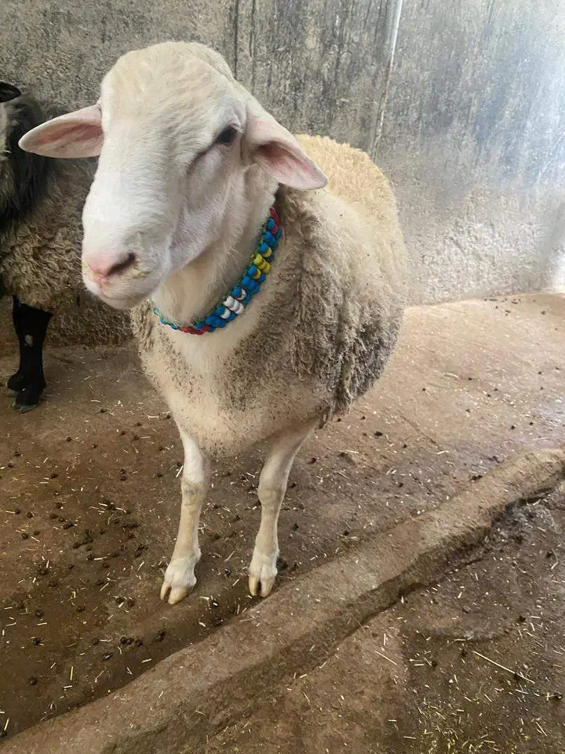فروش گوسفند قوچ لاکروف چند قلو زای|حیوانات مزرعه|بابکان, |دیوار