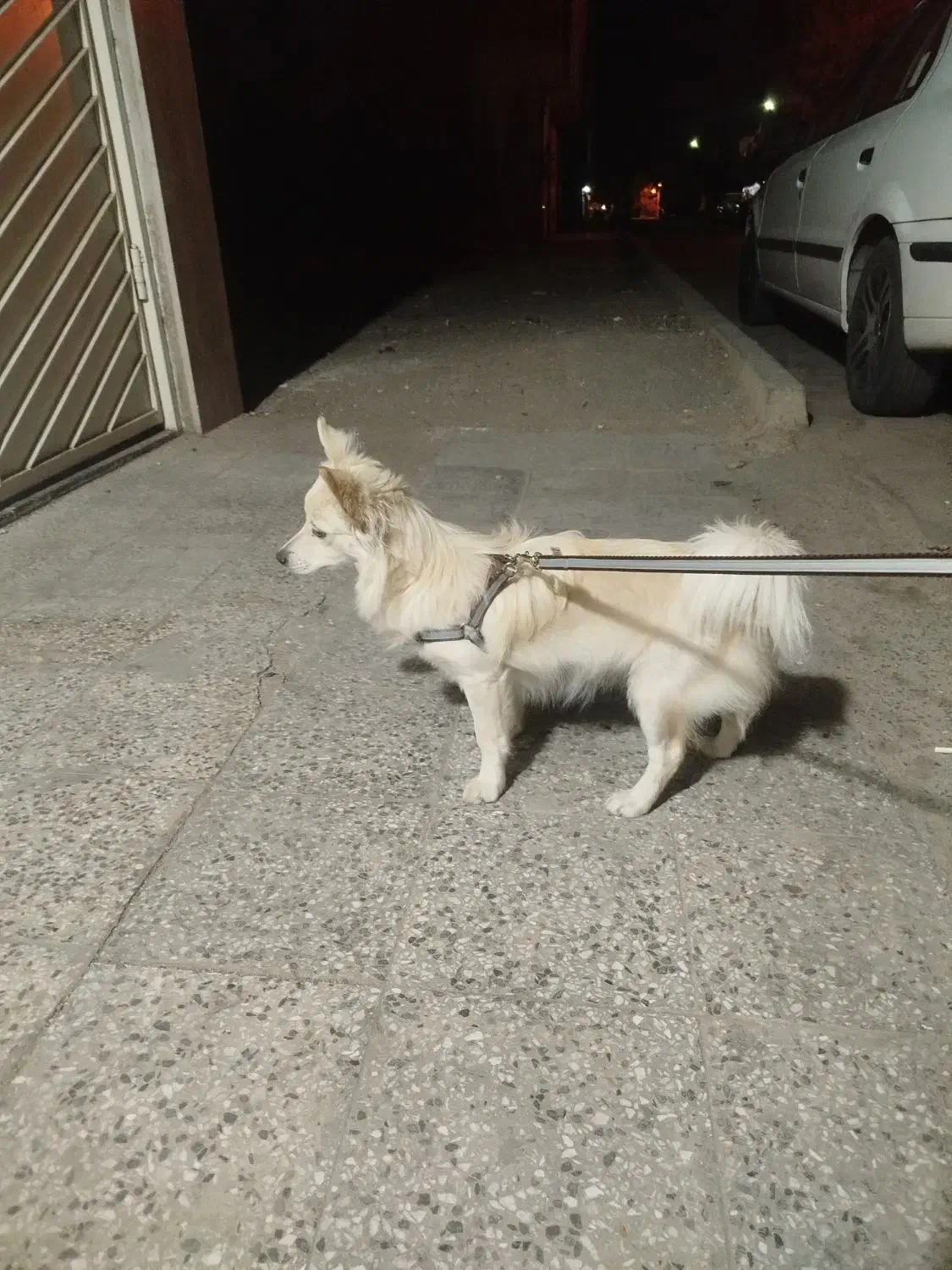 سگ پامر اشپیتز ماده ساکت|سگ|شاهینشهر, مخابرات (شهید بهشتی)|دیوار