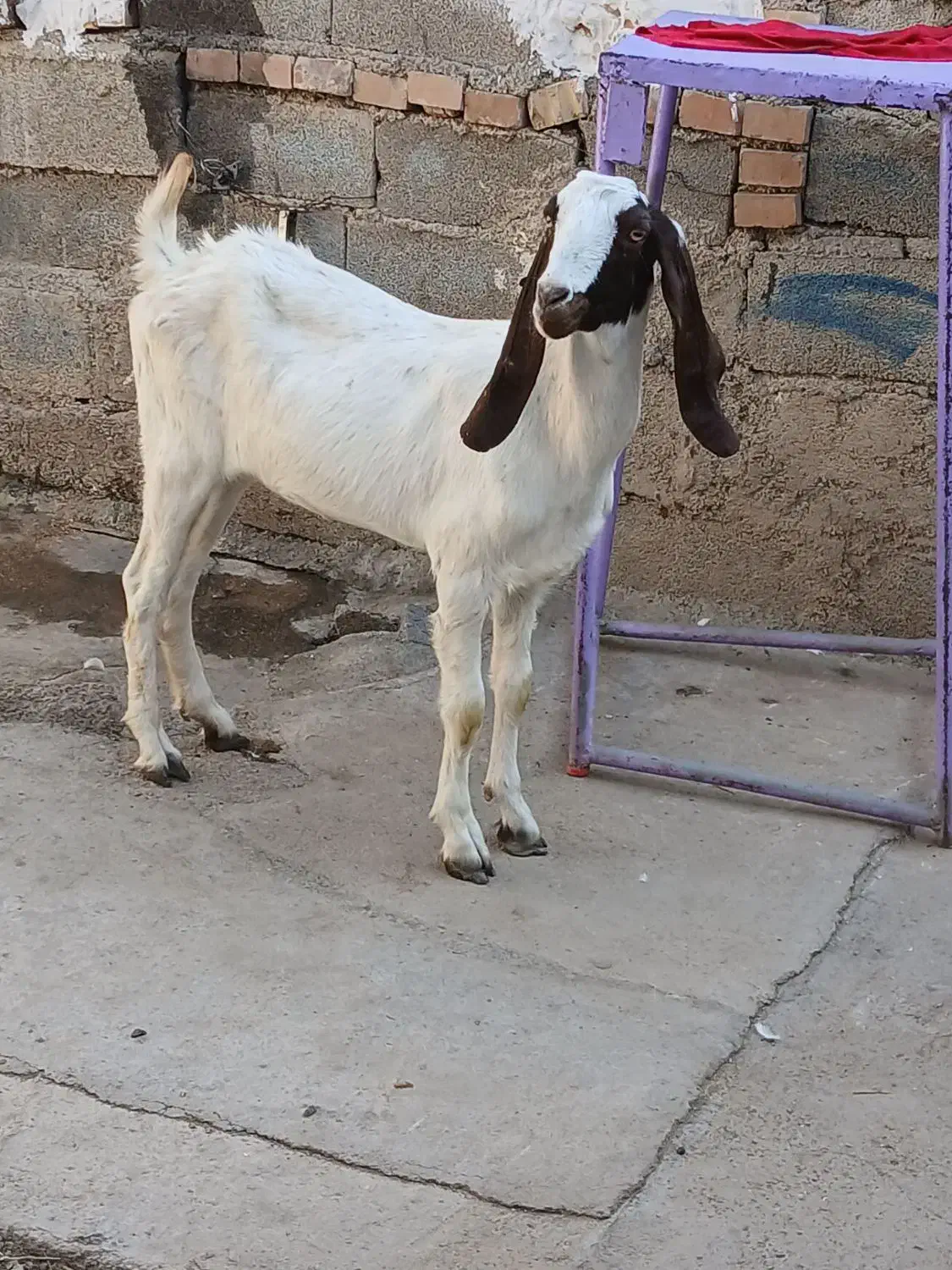 بز پاکستانی اصل ماده شیش دندان|حیوانات مزرعه|گنبد کاووس, |دیوار