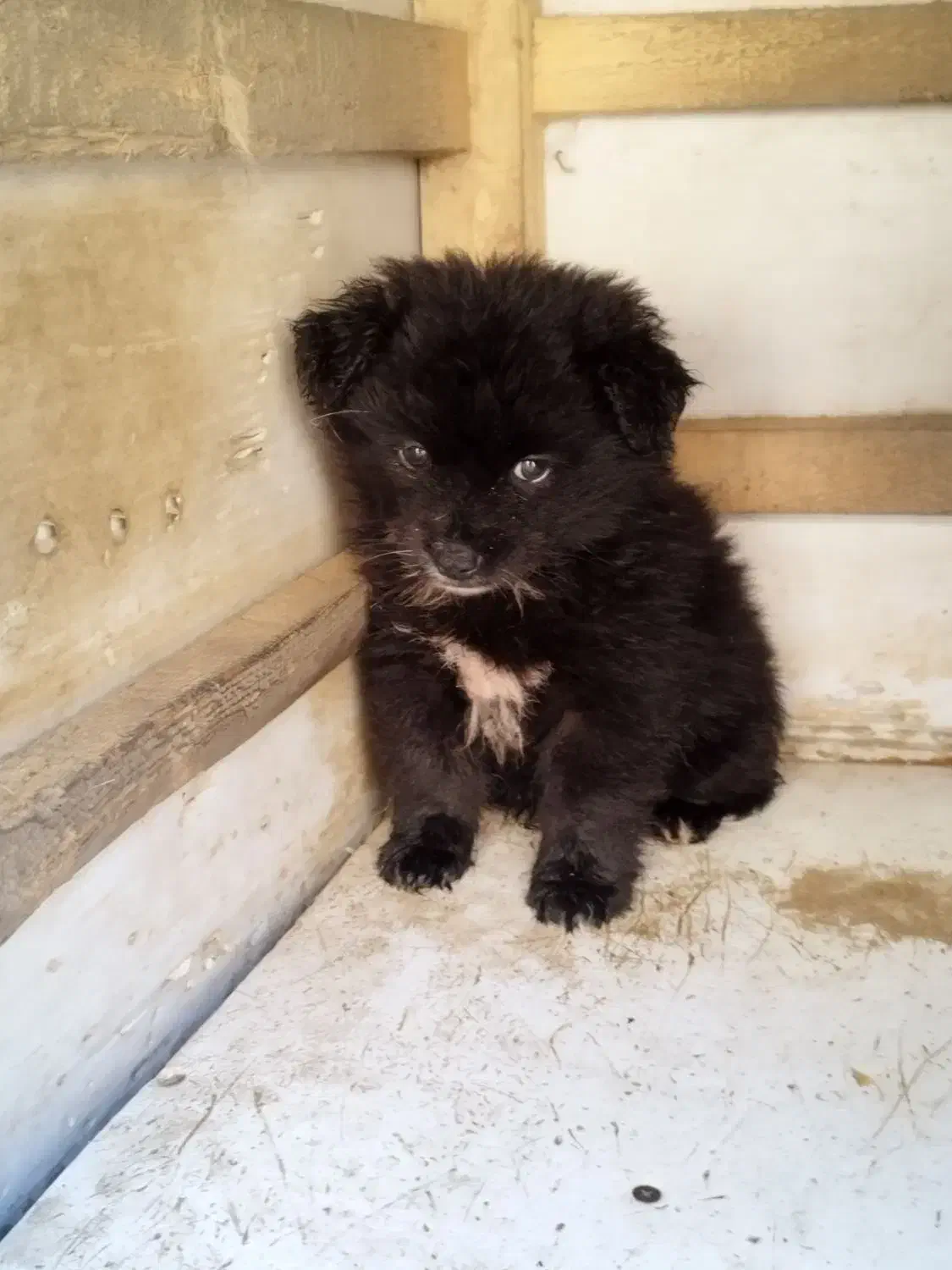 واگذاری پامرکوچولو بامزه|سگ|رشت, حومه رشت|دیوار