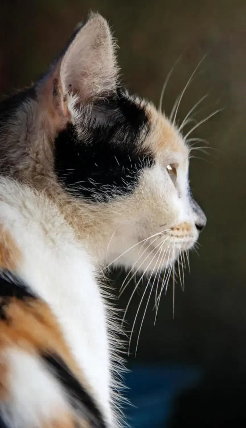 واگذاری بچه گربه|گربه|محلات, |دیوار