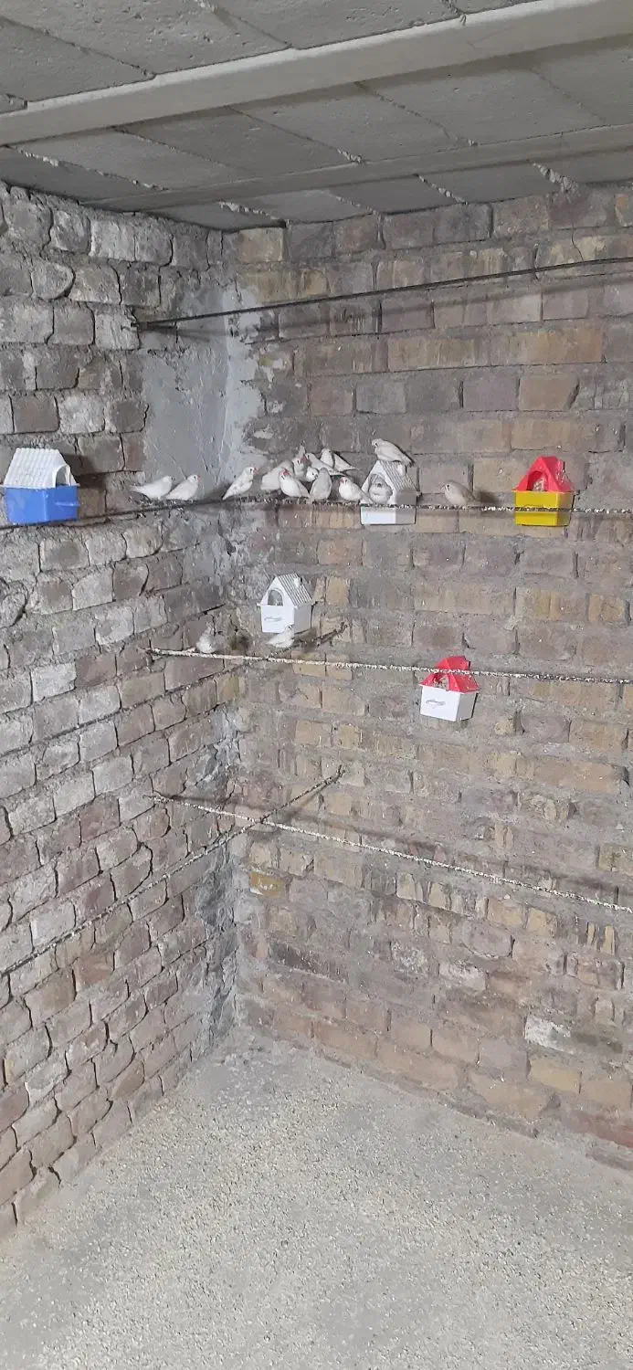 فنچ|پرنده|یزد, |دیوار