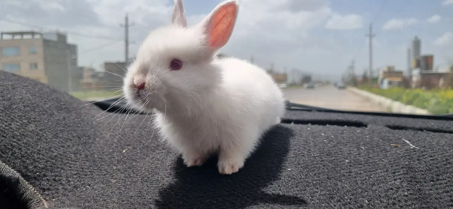 بچه خرگوش|موش و خرگوش|دهگلان, |دیوار