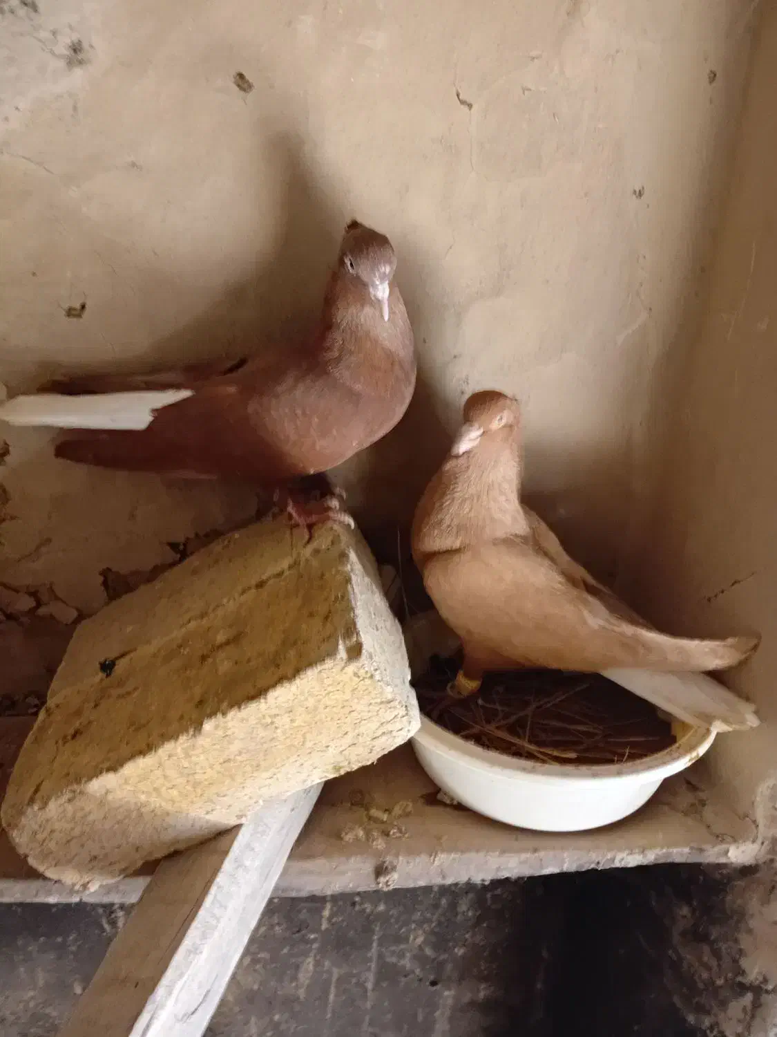 زرد دم سفید. سرخ دم سفید.|پرنده|اسفرورین, |دیوار