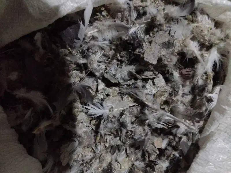 فروش کودکبوتر|خدمات باغبانی و درختکاری|ملکان, |دیوار