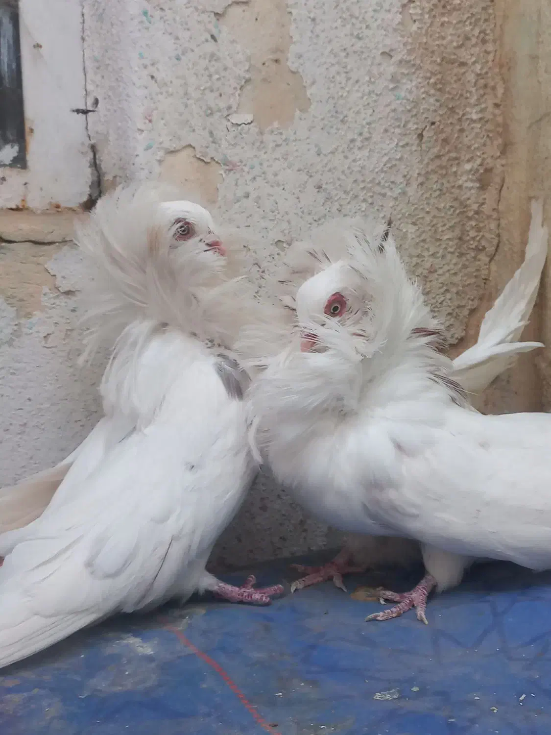 سفید عروس و سینه|پرنده|شیراز, کوشک میدان|دیوار