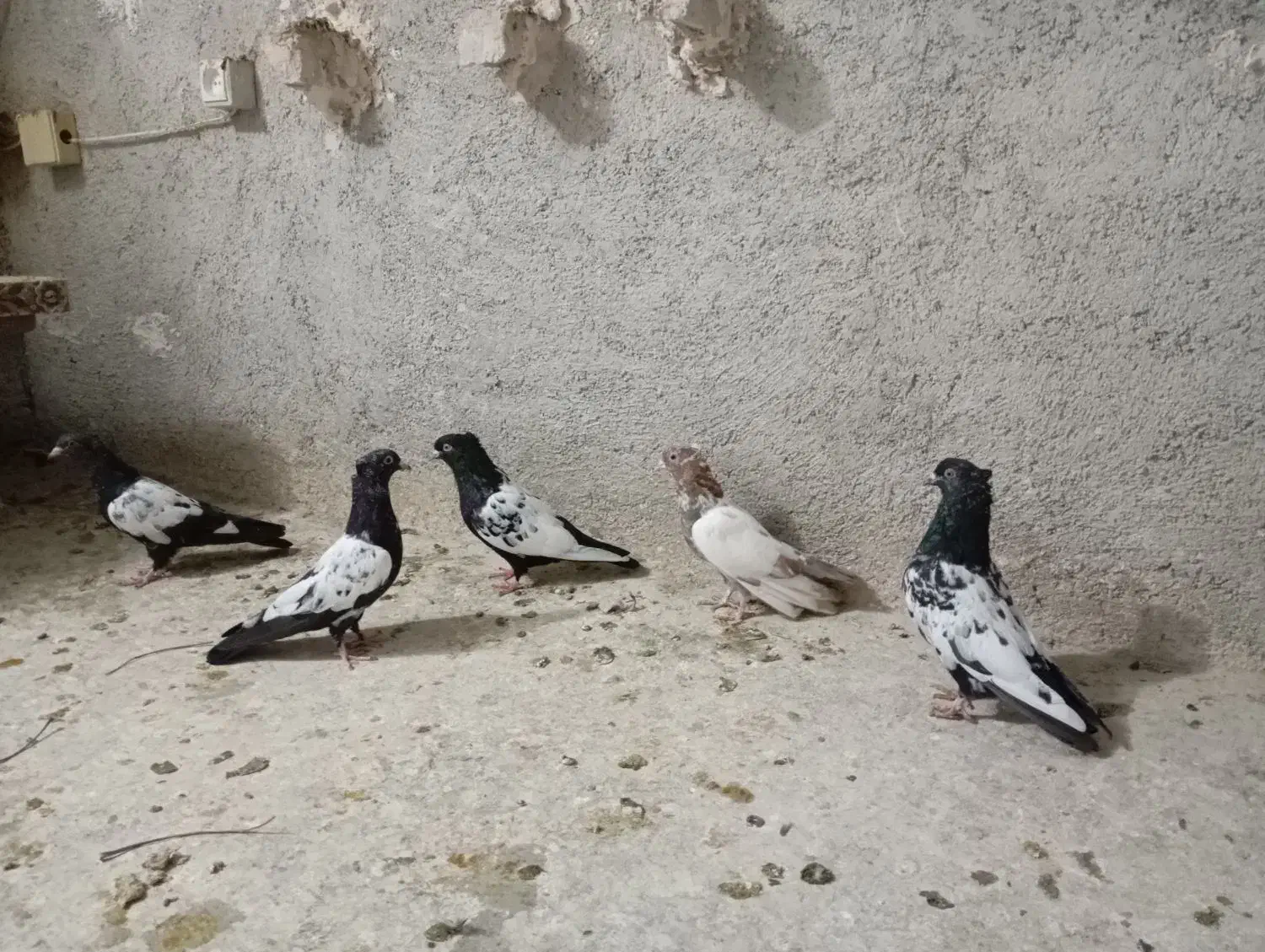 کبوترسینه|پرنده|شیروان (خراسان), |دیوار