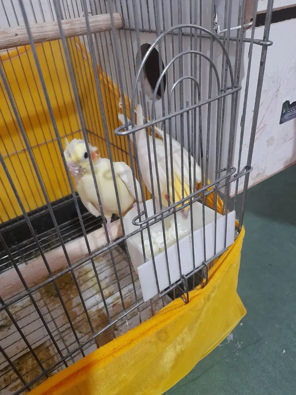 عروس هلندی نر وماده مولد به همراه تمام وسایل|پرنده|مشگین شهر, |دیوار