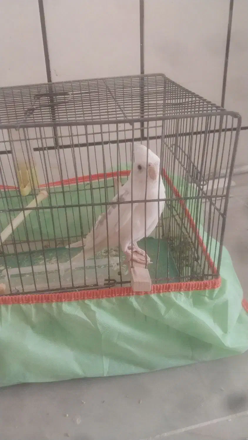 عروس سخنگو|پرنده|فسا, |دیوار