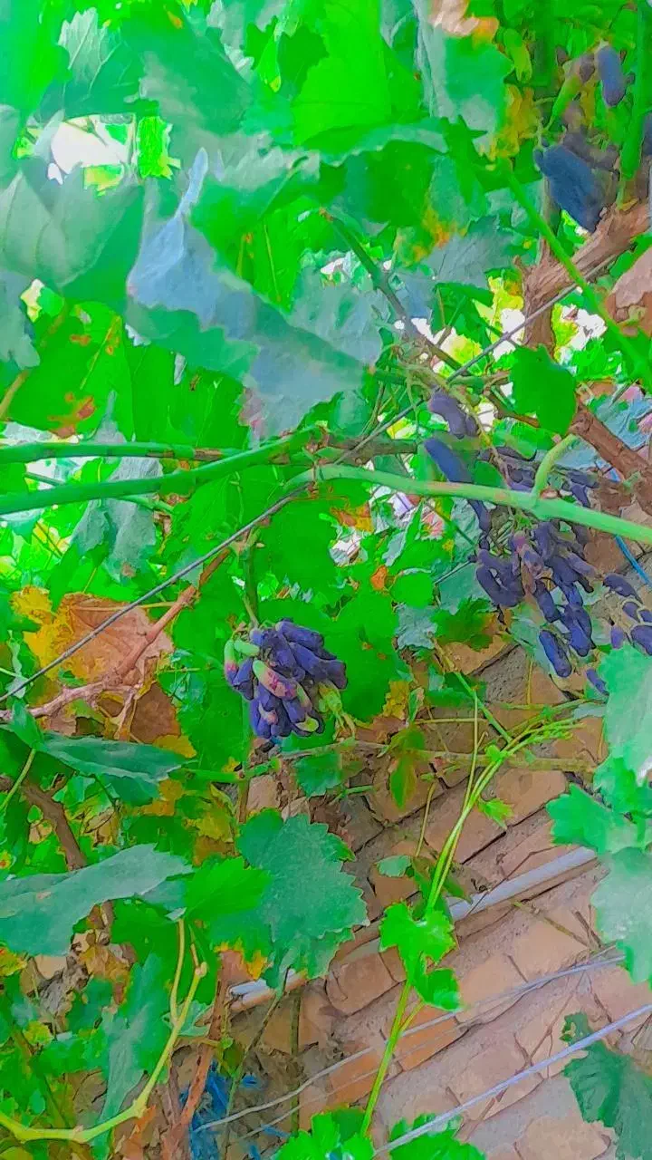 gareap|عمده‌فروشی|بافت, |دیوار