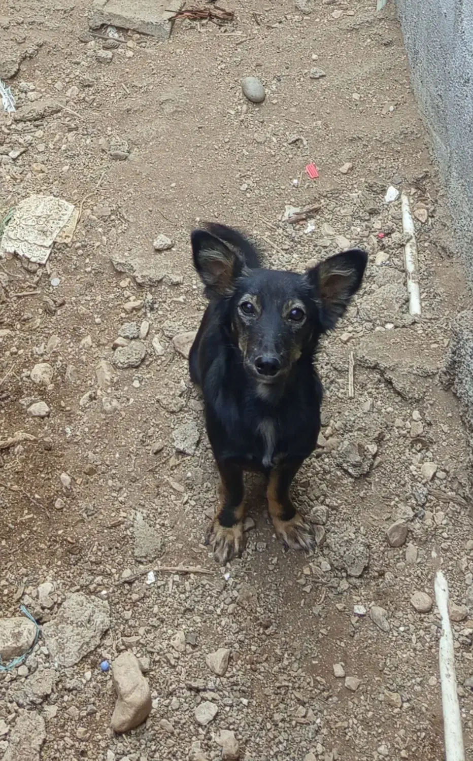 یک عدد سگ بوجی نر|سگ|برازجان, |دیوار