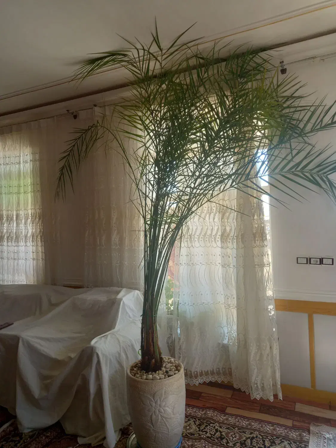 نخل گل خرما|گل و گیاه طبیعی|میاندوآب, |دیوار