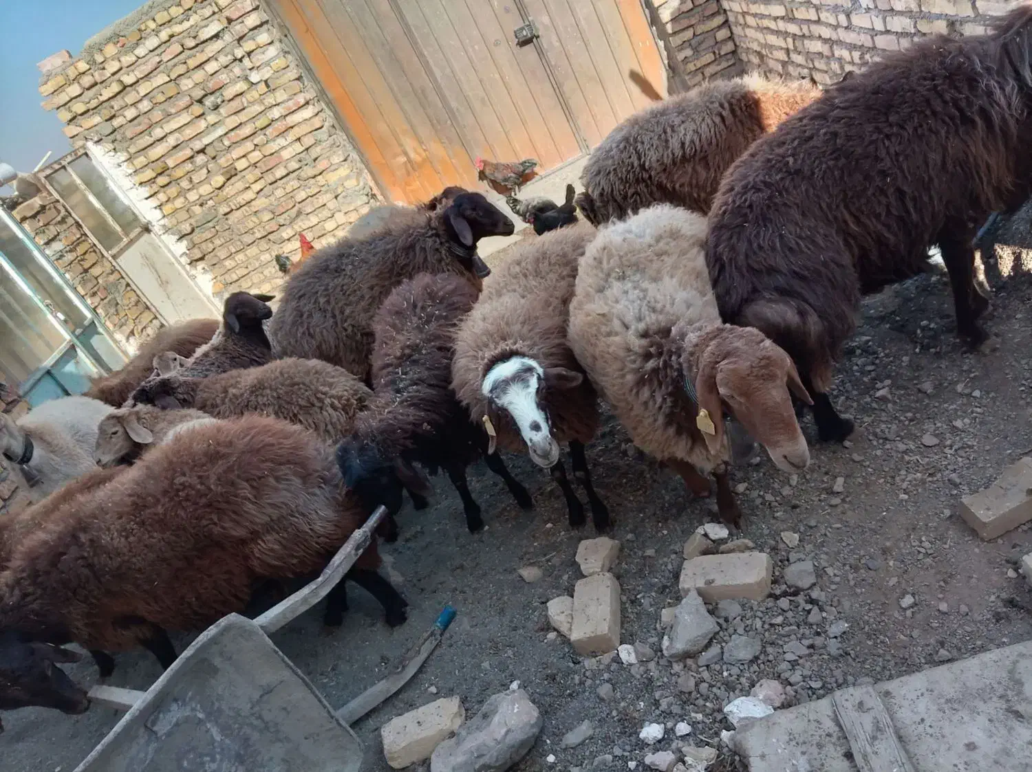 میش هترو دوقلو سه قلو زای بشرت ازمایش|حیوانات مزرعه|جوین, |دیوار