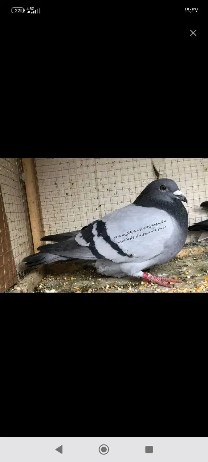 پلاکی درجه یک|پرنده|میبد, |دیوار