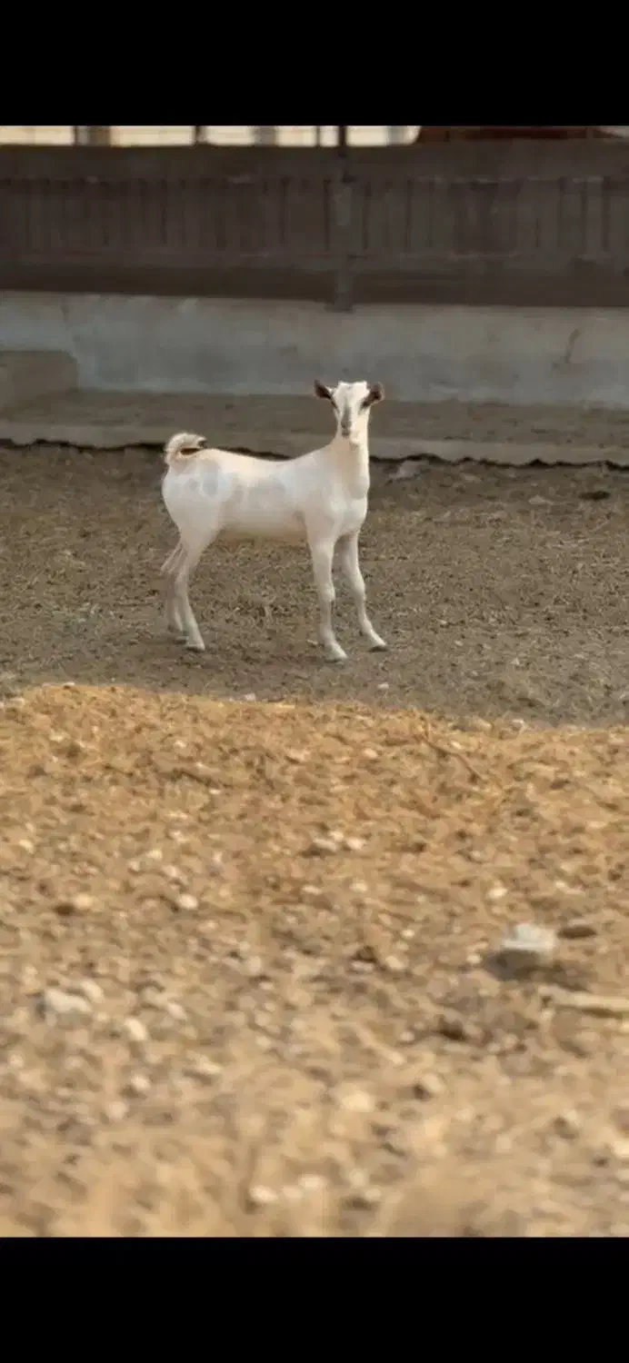 داشتی|حیوانات مزرعه|سقز, |دیوار