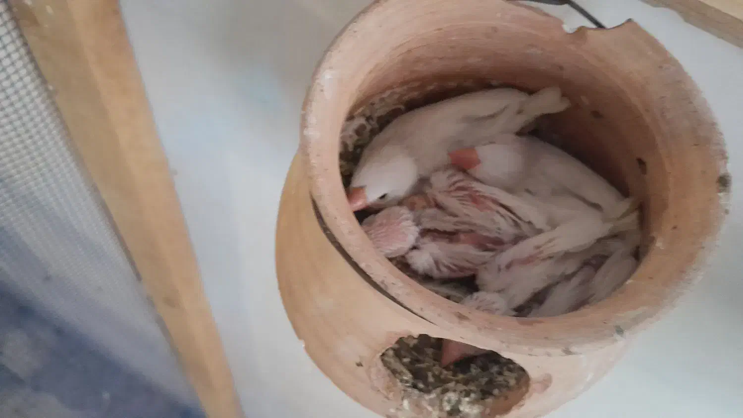 فنچ نرگسی|پرنده|مبارکه, |دیوار