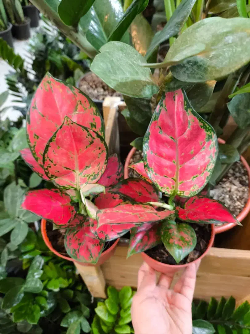 آگلونما صورتی مخصوص هدیه روز مادر|گل و گیاه طبیعی|بندرعباس, |دیوار