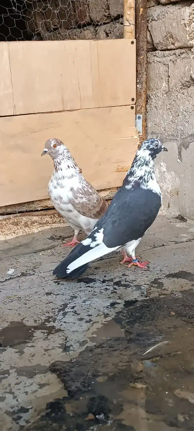 کفتر|پرنده|قم, نیروگاه|دیوار