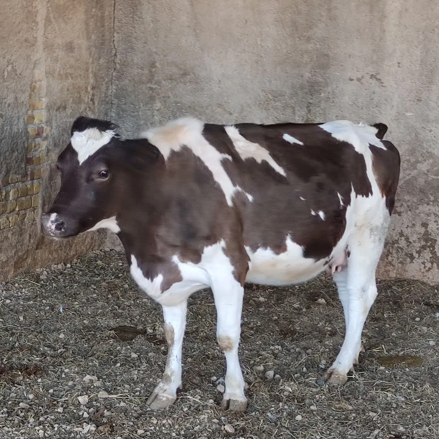 گوساله شیری.گاو.گوسالهنر.تلیسه.گوسالهماده|حیوانات مزرعه|مرودشت, کناره|دیوار