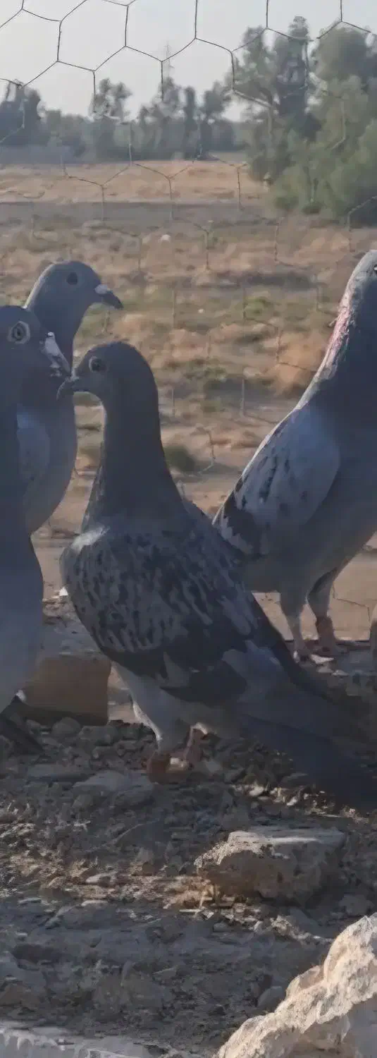 کبوتر|حیوانات|زابل, |دیوار