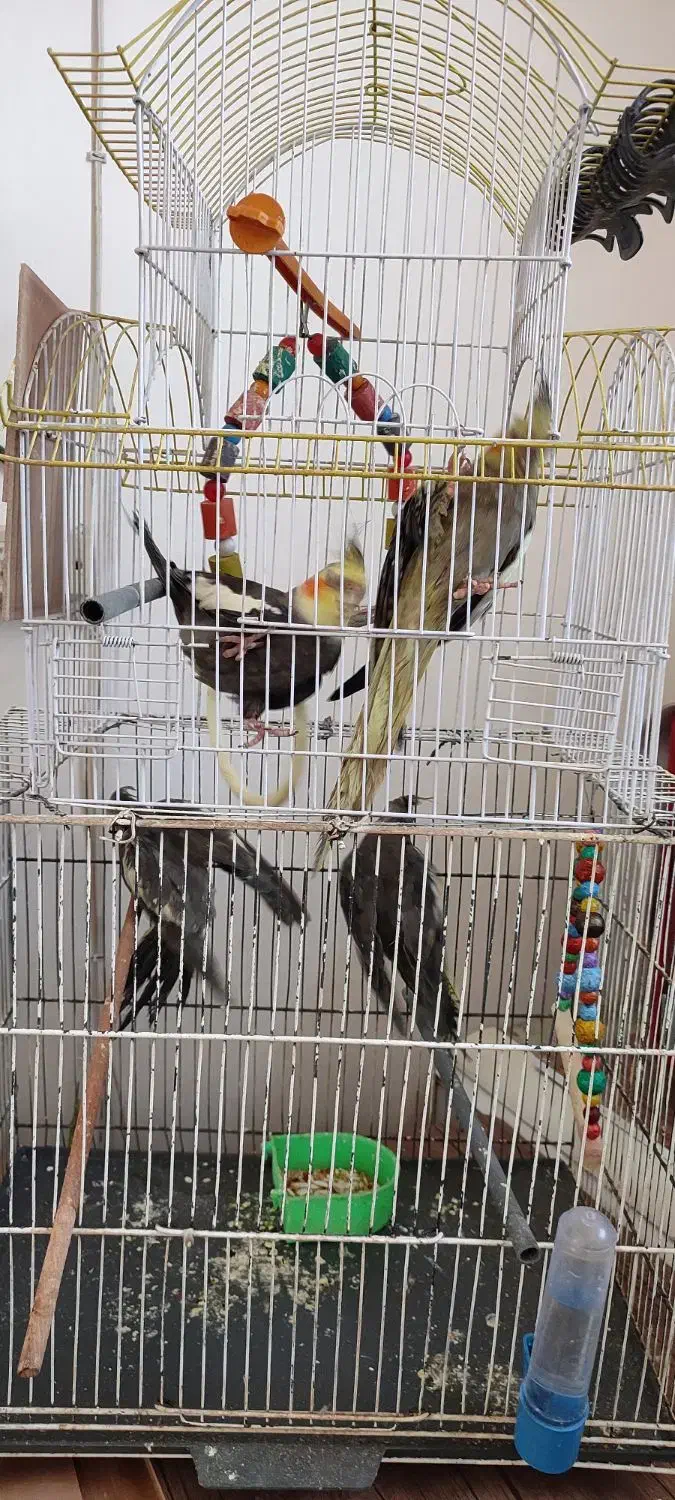 عروس هلندی|پرنده|قنوات, |دیوار