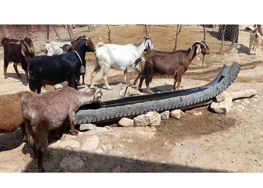 بزداشت|حیوانات مزرعه|کوهدشت, |دیوار