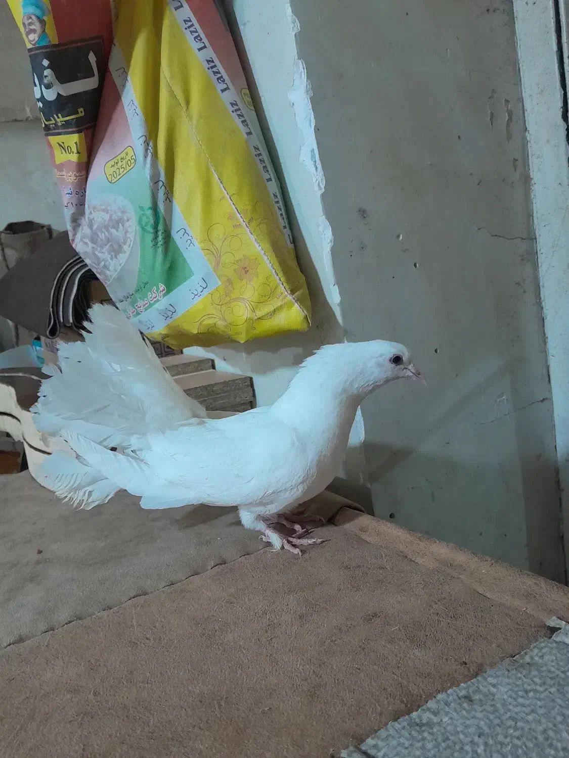 کفتر ارکح|حیوانات|تبریز, |دیوار