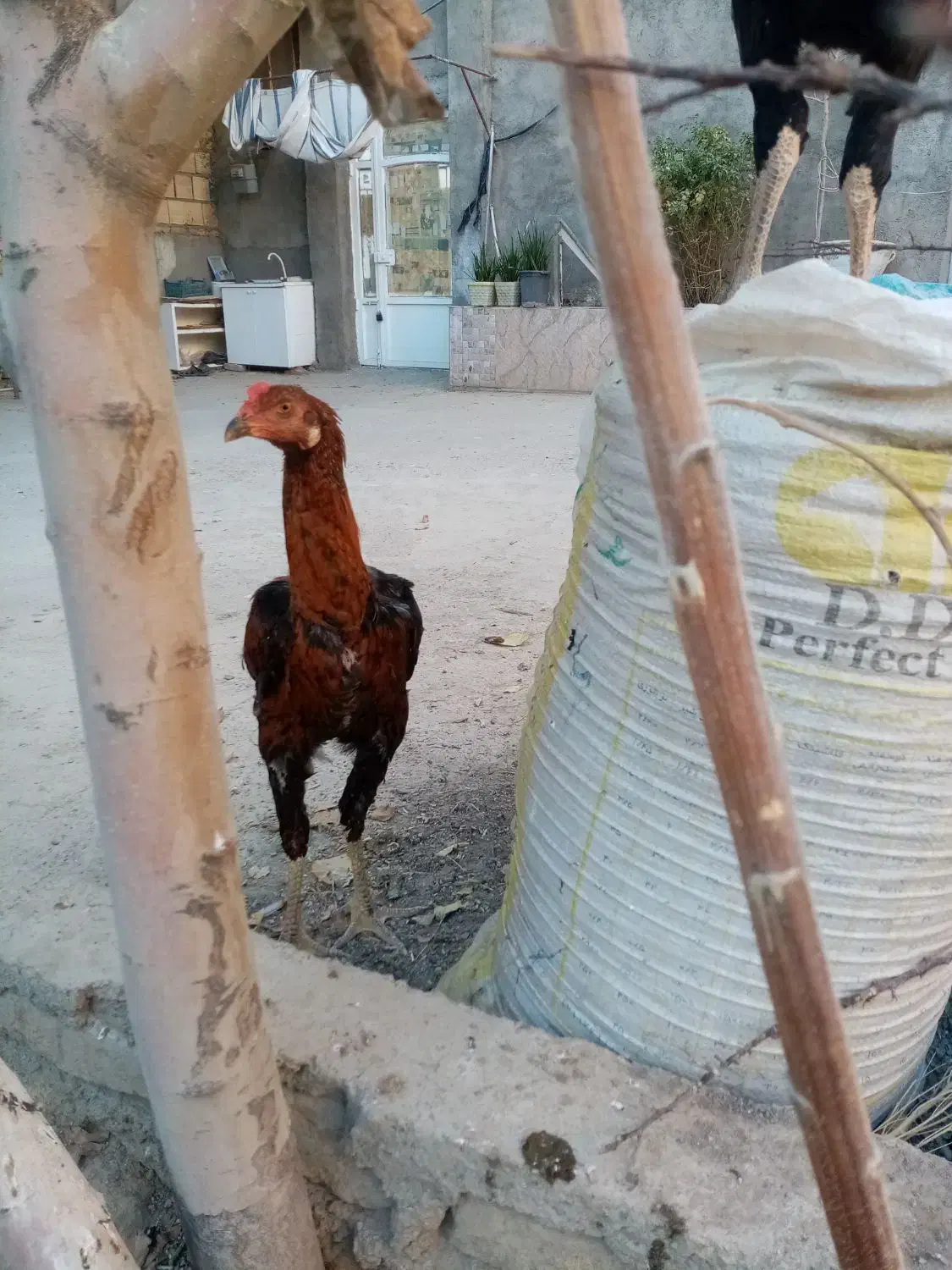 2 عددخروس لاری 3 ماه نژاد دار|حیوانات مزرعه|مشهد, شهید قربانی|دیوار