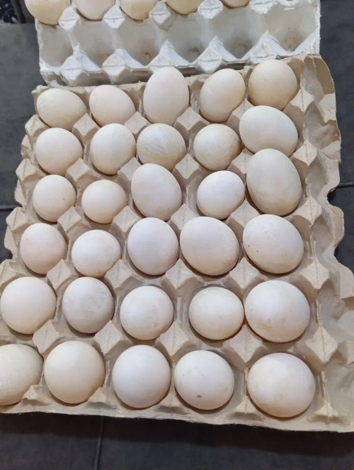 تخم اردک پکنی نطفه دار|حیوانات مزرعه|اسالم, |دیوار