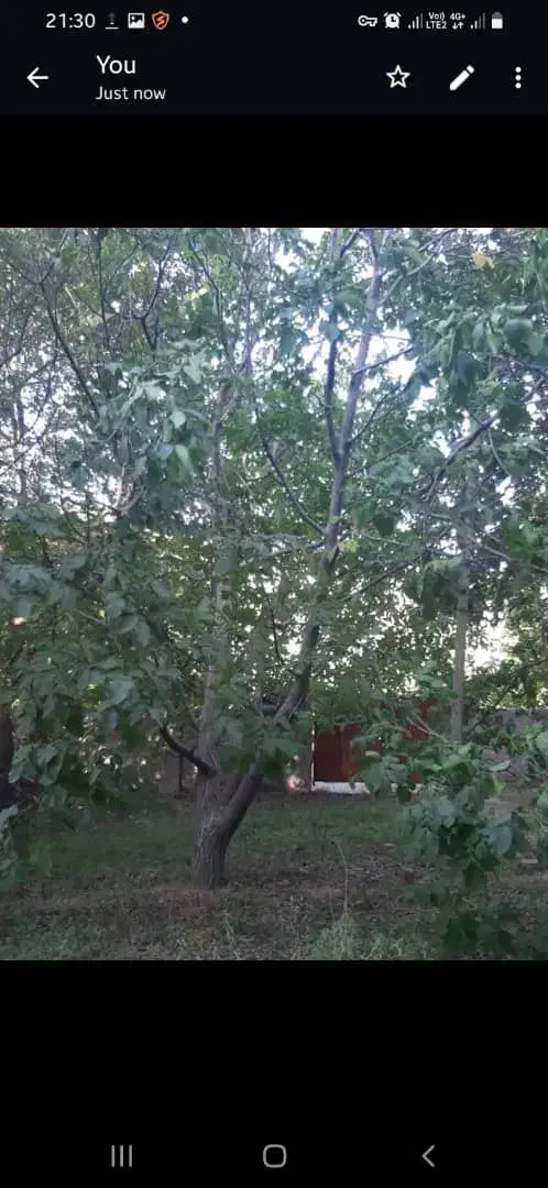 زمین باغی معاوضه ای|فروش زمین و ملک کلنگی|دهبکری, |دیوار