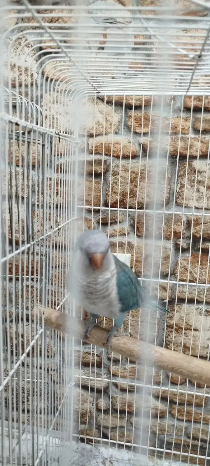 راهب آبی|پرنده|میبد, |دیوار